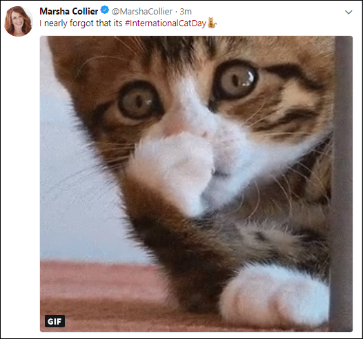Screen capture of Tweet of a GIF of a cat with the message I nearly forgot that its #InternationalCatDay.