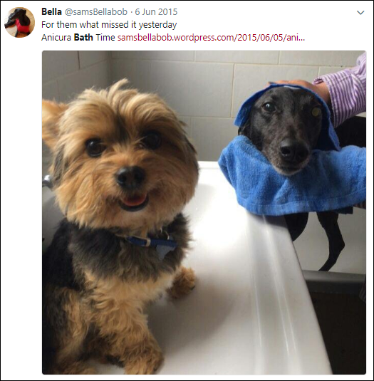 Screen capture of a Tweet with a message and image of two dogs from @samsBellabob.