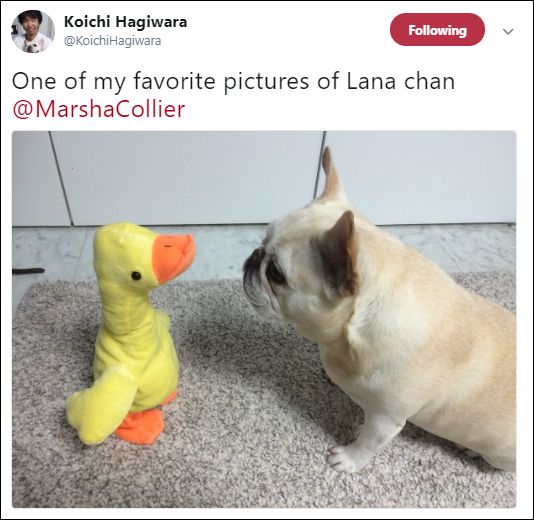 Screen capture of a Tweet with a message and image of a dog and duck toy from @KoichiHagiwara.