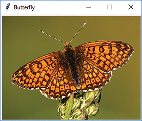 A screenshot shows a butterfly.