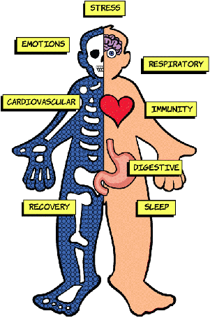A cartoon structure of a human body denoting the reasons which affect our body. It includes stress, emotions, respiratory, cardiovascular, immunity, digestive, recovery, and sleep.