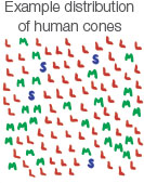 Image titled “Example distribution of human cones,” with a pattern consisting of several “L”s, “M”s, and “S”s, each with a different color.