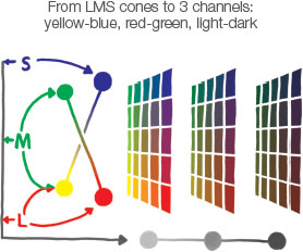 Image depicting how the spectrums of LMS cones overlap to form new colors from the original four colors.