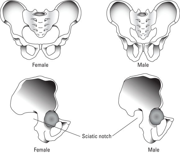 Schematic diagrams depicting front and side views of male and female pelvis with sciatic notch marked.