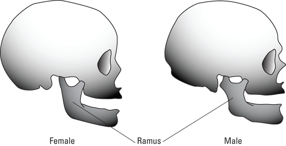 Schematic diagrams depicting posterior ramus of the mandible of the male and female skulls.