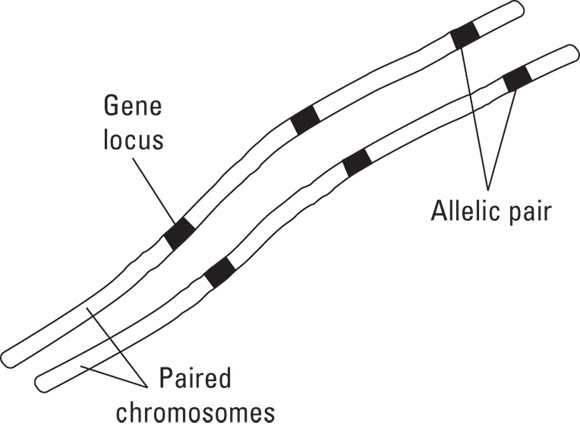 Schematic diagram depicting gene locus, allelic pair, and paired chromosomes.