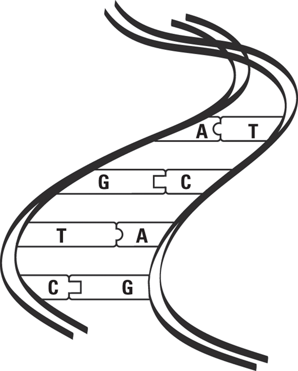 Schematic diagram depicting the DNA double helix with ATCG marked.