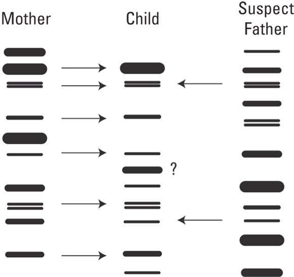 Screen captures depicting DNA profiles for Mother, Child, and Suspect Father.