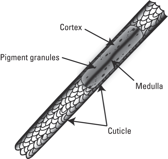 Schematic diagram depicting hair shaft structure with cortex, pigment granules, medulla, and cuticle.