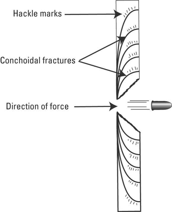Schematic diagram depicting bullet and broken glass with direction of force, concoidal fractures, and hackle marks.