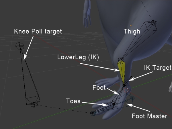 The leg and the foot