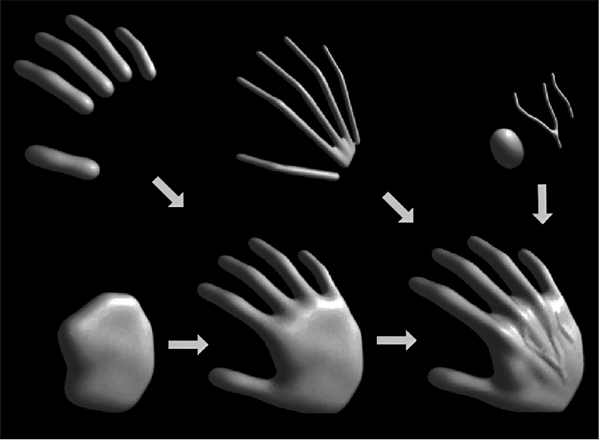 Figure showing skeletal elements convolved to build a hand model.