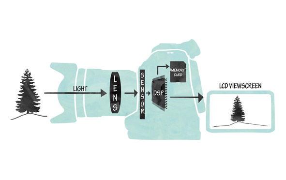 Figure 8.25 This diagram shows the path of light through a Canon C100 camera as it travels through the lens, is registered by the sensor, is processed by the Digital Signal Processor (DSP), and finally sent to the recording media and the image display.
