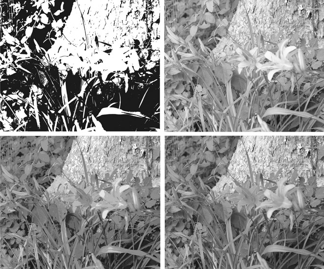 Figure 8.31 Bit Depth is an important aspect of the digital image. Shown here (clockwise starting with the upper left image) are 2-bit (black and white), 4-bit (16 shades of gray), 8-bit color (256 colors), and 24-bit color (16.7 million colors). (See plate section for color.)