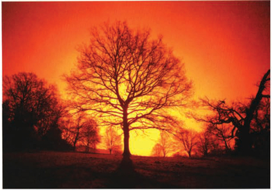After the Battle I took this on the very first roll of redscale film I was given Placing a dazzling low winter sun behind a suitable tree and shooting straight into it provided me with the bright light conditions required to overexpose by 1 stop.