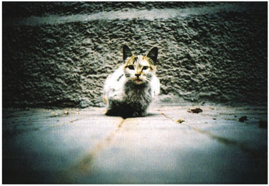 -> Right: Wild Cat For all intents and purposes, this shot is of a wild animal. I took it when I was on holiday m Morocco—there were a lot of very wild-looking cats knocking about.