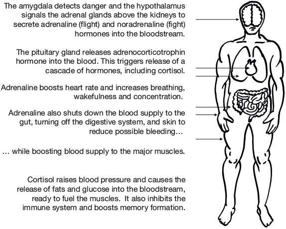 Figure 1.1 The physiology of stress