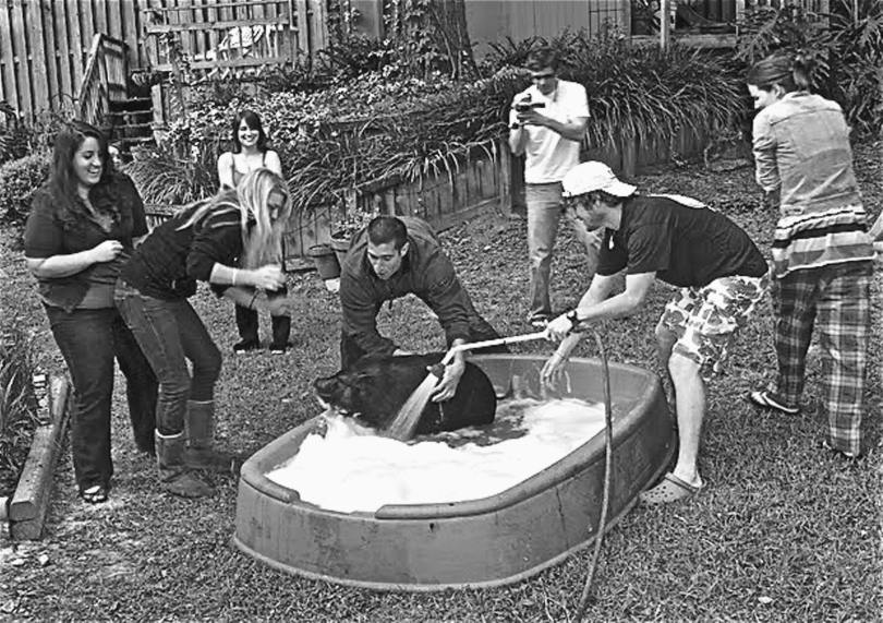 A photograph depicting two men washing a pig in a tub, another man at the back is video-recording this activity. Three women are standing on the left-hand side looking at the pig and one on the right-hand side walking forward and looking at the pig. All are smiling and enjoying the activity.