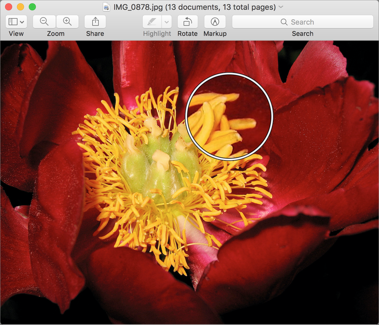 Figure 26: Use the Magnifier tool to look at the details in an image without zooming.