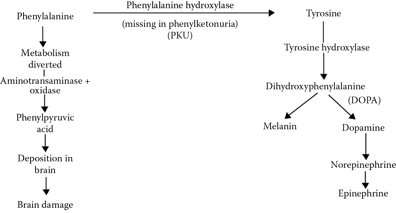 Image of Phenylalanine metabolism in normal and PKU infants.