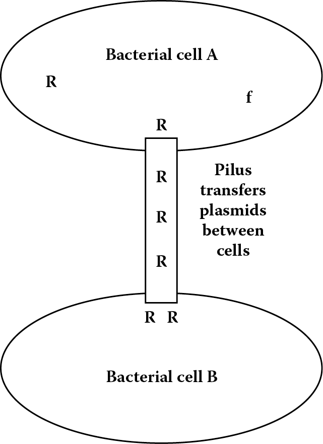 Image of Bacterial conjugation and multiple (infectious) drug resistance. R = Resistance factor; f = Fertility factor.