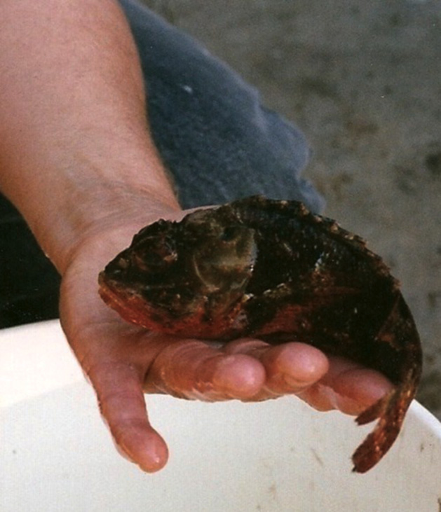 Image of A staff member of the Gulf Specimen Marine Laboratory holds a scorpion fish in the palm of her hand. The dorsal spines (folded back here) are the means of conveying the venom into tissues.