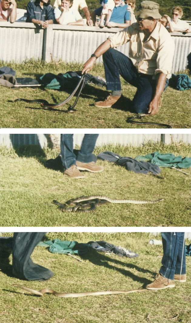 Image of Top: An Australian snake handler is holding three, red-bellied black snakes (Pseudoechis porphyriacus). While venomous, the bite of this snake is rarely fatal and it is not too aggressive. Middle: Two tiger snakes (Notechis sp.) have been just released from their bag by the handler. This snake is highly venomous and the mortality if untreated with anti-venom is 40 to 60%. Bottom: The handler restrains this eastern brown snake (Pseudonaja sp.), considered to be the second most venomous land snake. It can grow to two meters and is very fast. Mortality is similar to the tiger snake. All of these snakes are elapids.