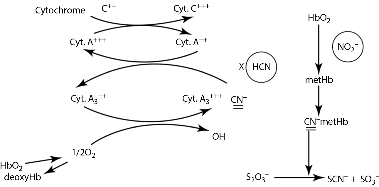Image of Site of action of HCN and of detoxification by nitrites.
