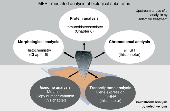 Illustration of Multimodal analysis of biological samples using MFP-mediated selective treatment and lysis.