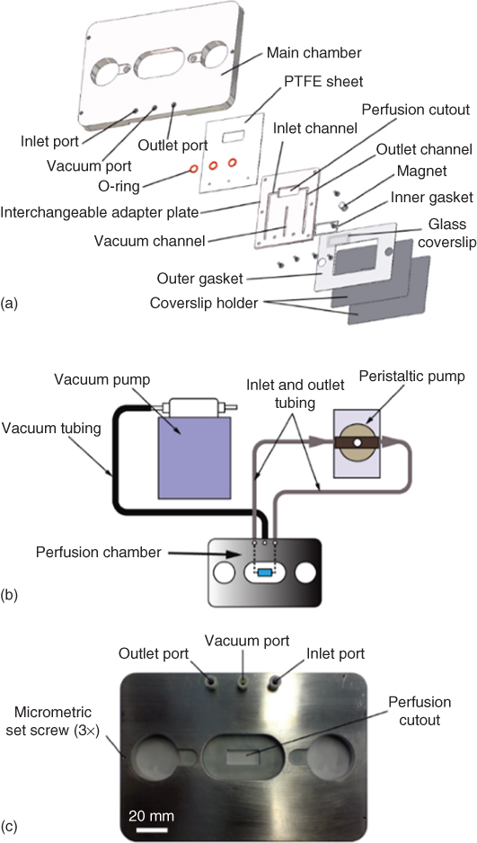Illustration of Organotypic brain slice perfusion chamber design.