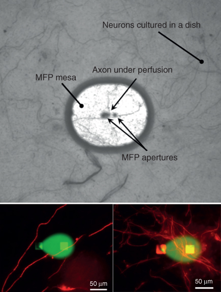 Illustration of Perfusing axons with FluoroMyelin.