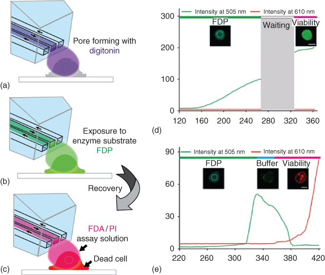 Illustration of Chemical single-cell poration with integrated fluorescein diacetate (FDA)/propidium iodide (PI) membrane integrity assay for viability testing.