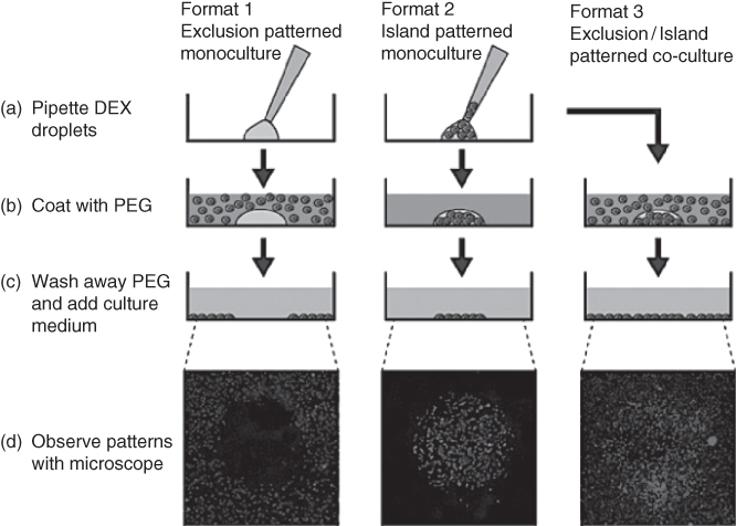 Illustration of Three different cell patterning modes (exclusion (left), island (middle), and co-culture (right)) with HeLa cells were performed with the ATPS approach.