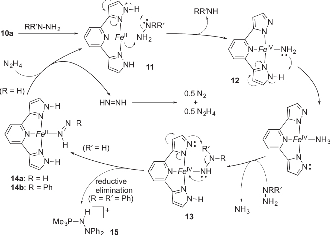Schematic illustrations of the proposed mechanism for catalytic disproportionation of hydrazine with protic pincer-type complex 10a.  Fe = Fe(PMe3)22+.  The tert-butyl groups in the pincer ligand have been omitted in the mechanistic scheme.