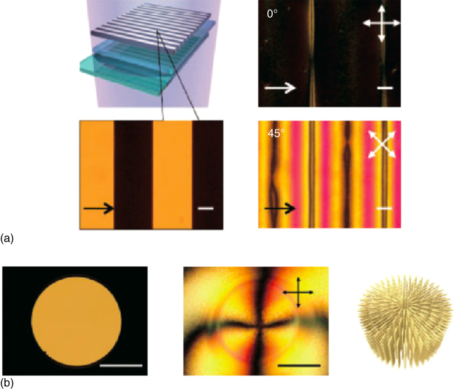 Images of (a) unidirectional molecular alignment behavior of the polymer film photo-polymerized with a line-space photomask. Illustration of the photo-polymerization process and a micrograph of the line-space photomask (left). Polarized optical micrographs of the polymerized film (right). (b) Two-dimensional (2D) molecular alignment by photo-polymerization with a pinhole photomask. Micrographs of the pinhole (left) and 2D aligned film (center). Illustration of the alignment direction of the fabricated polymer film (right). 
