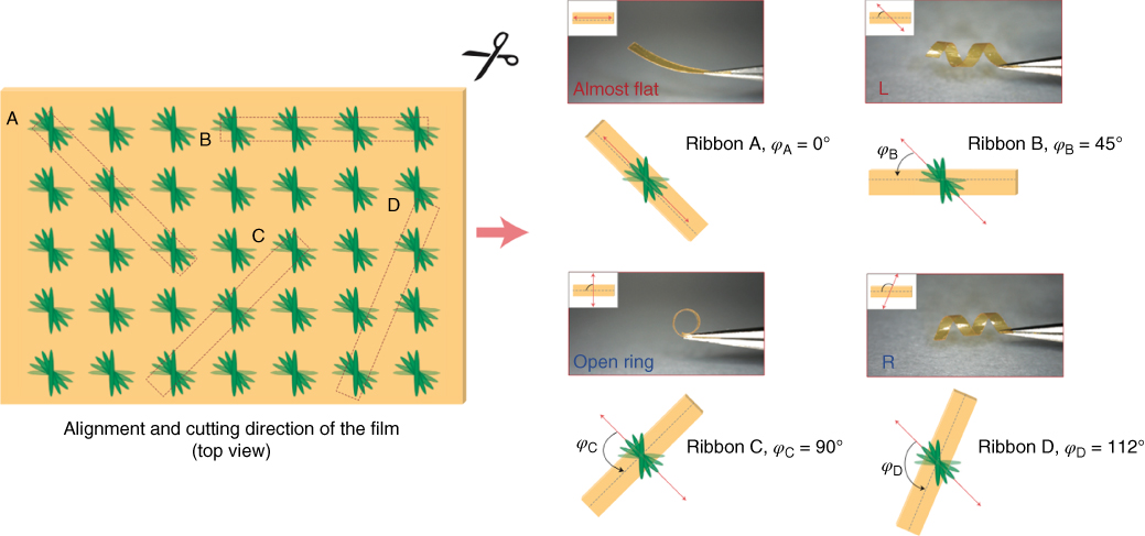 Illustrations of photo-actuation modes of azobenzene-containing crosslinked LC polymer ribbons, exhibiting a complex twisting photo-mechanical response. 