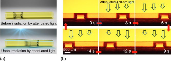 (a) Illustrations showing a light driven motion of liquid slugs inside a tubular micro-actuator driven by photo-deformation. (b) Photographs of the reversible motion of a silicone oil slug inside a microtube actuated by 470 nm light. 