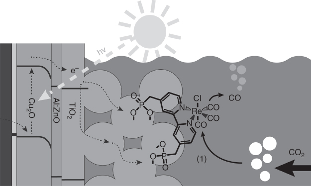 Schematic presentation of a protected Cu2O photoelectrode with covalently bound Re(I) CO2 reduction catalyst. 