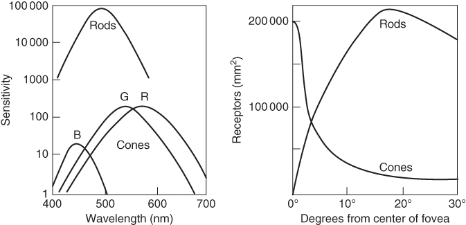 Illustrations of the sensitivity and the angular distribution of the different receptor types.