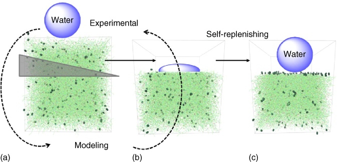 Schematic illustration of the dual experimental-simulation approach used to investigate self-replenishing functional polymeric coatings in a loop-feeding process.