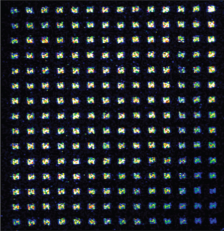 SEM image of confocal fluorescence microscopy of the Alexa 594 labeled lambda phage DNA pattern.