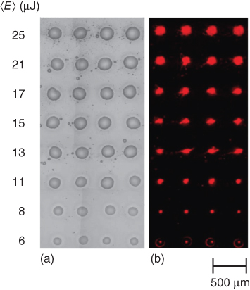 Optical microscopy image showing microarray (IgG solution) at different laser pulse energies.