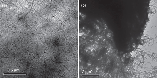 TEM images showing PVP/f-MWCNT and PAA/f-MWCNT composite layers through LIFT.