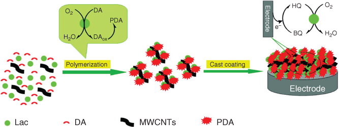 Illustration of formation of PDA–laccase–MWCNT nanocomposite film on GCE for hydroquinone biosensing.