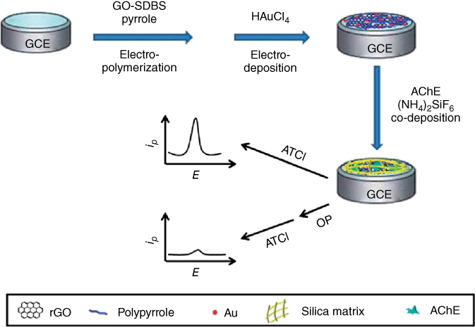 Scheme for preparation of the Au-PPy-rGO-nanocomposite-based AChE biosensor.