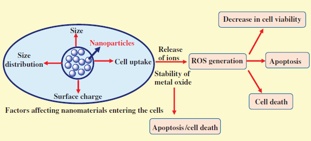 Figure depicting the factors influencing the toxicity of nanoparticles.