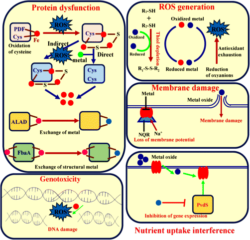 Figure depicting the various toxicity mechanisms of metals against microbial cells.
