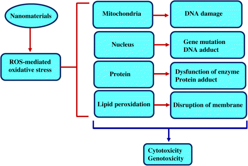 Figure depicting the reactive oxygen species-associated toxicity of metals in mammalian cells.