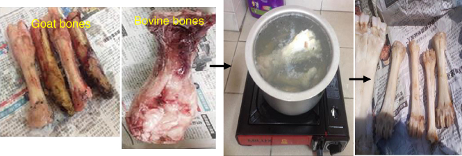Photographs depicting bone processing of goat bones and bovine bones from raw bones to boiling and finally de-fleshing.