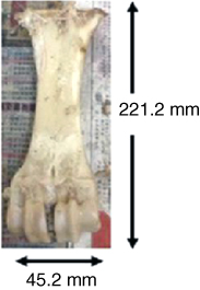 Photograph of the appearance of a bovine bone specimen after cooking and defleshing, measuring 45.2 mm in width and 221.2 mm in length.